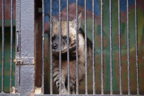 ФОТОФАКТ: Дикие звери в центре г. Барановичи