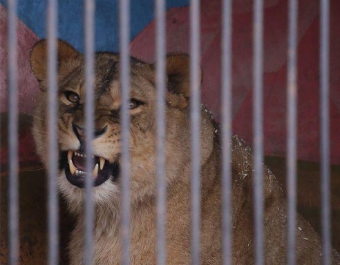 ФОТОФАКТ: Дикие звери в центре г. Барановичи