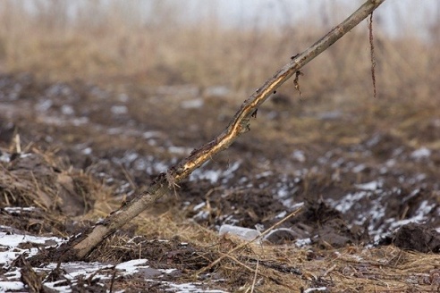 В Глубоком уничтожили сквер, в котором были высажены ценные породы деревьев (ФОТО)