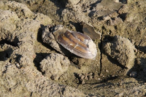 Как реконструируют дамбу на Мышанке в Барановичском районе