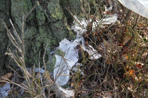 В Барановичском районе сбору березового сока препятствует погода