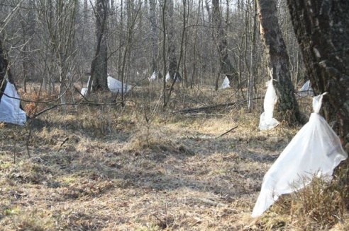 В Барановичском районе сбору березового сока препятствует погода