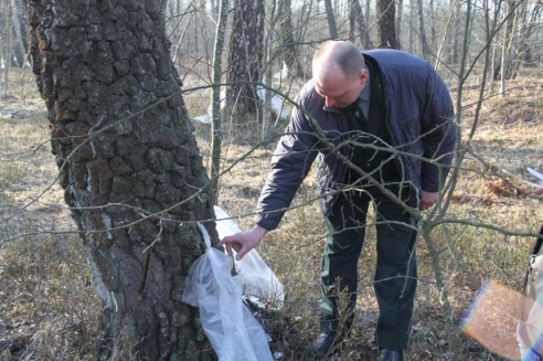 В Барановичском районе сбору березового сока препятствует погода