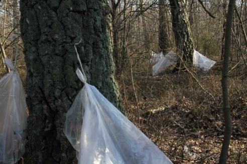 В Барановичском районе сбору березового сока препятствует погода