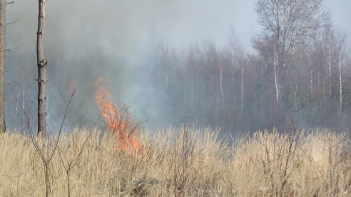 За лесхозом горел лес