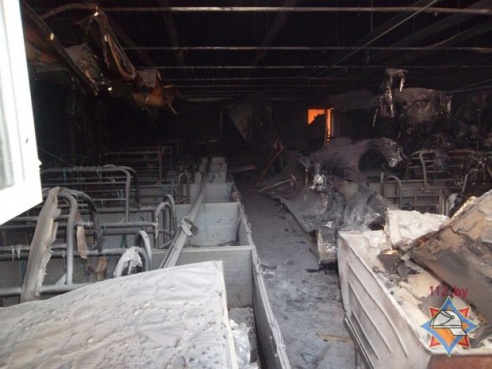 265 поросят погибли при пожаре на свинокомплексе в Мстиславском районе