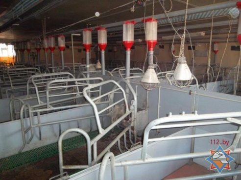 265 поросят погибли при пожаре на свинокомплексе в Мстиславском районе