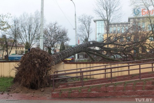 В Бресте сильный ветер крушил рекламные щиты, валил деревья и срывал крыши (ФОТО)