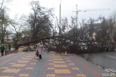 В Бресте сильный ветер крушил рекламные щиты, валил деревья и срывал крыши (ФОТО)