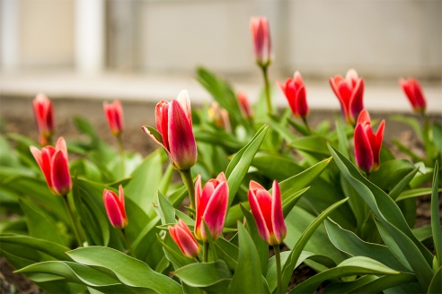 Весенние цветы на улицах города Барановичи