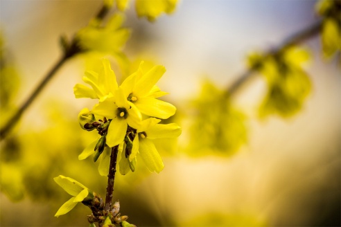 Весенние цветы на улицах города Барановичи