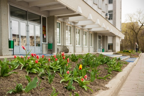 Весенние цветы на улицах города Барановичи