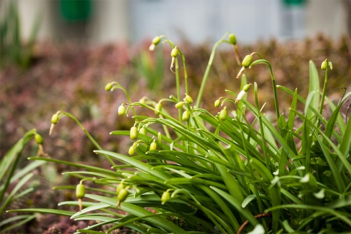 Весенние цветы на улицах города Барановичи