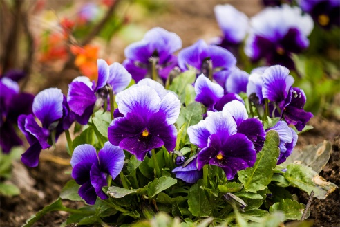 Весенние цветы на улицах города Барановичи