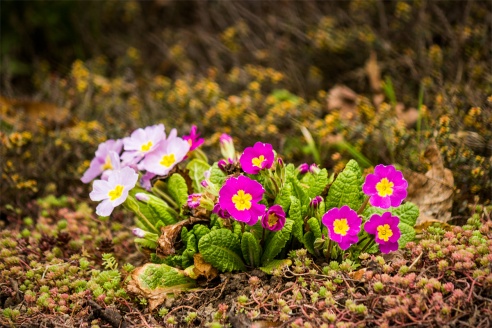 Весенние цветы на улицах города Барановичи