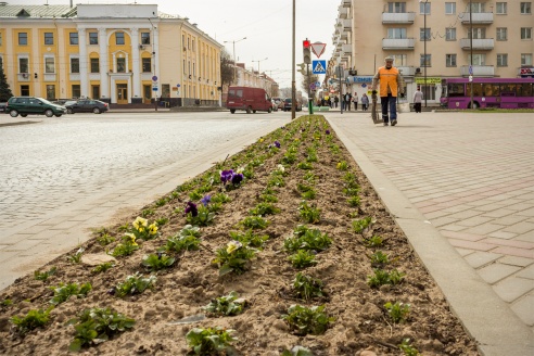 Весенние цветы на улицах города Барановичи