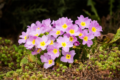 Весенние цветы на улицах города Барановичи