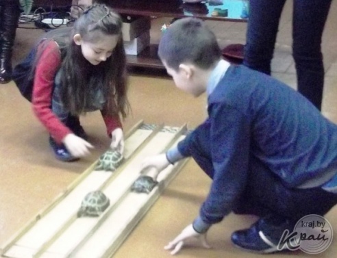 У кого самая стройная морская свинка и чей хомяк быстрее ест семечки – выясняли в Вилейке (ФОТО)