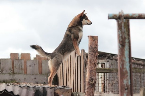 Как сегодня выживает под Барановичами дом для брошенных животных?