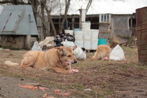 Как сегодня выживает под Барановичами дом для брошенных животных?