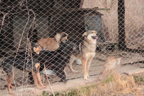 Как сегодня выживает под Барановичами дом для брошенных животных?