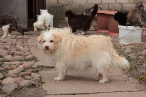 Как сегодня выживает под Барановичами дом для брошенных животных?