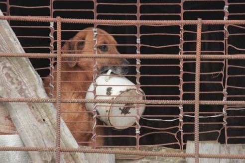 Как сегодня выживает под Барановичами дом для брошенных животных?