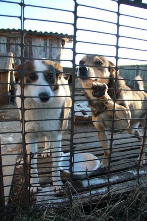 Как сегодня выживает под Барановичами дом для брошенных животных?