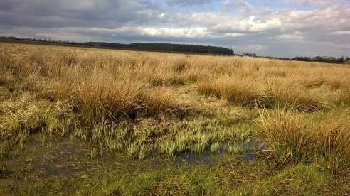 «Таинственное и зловещее место детства»