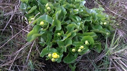 «Таинственное и зловещее место детства»