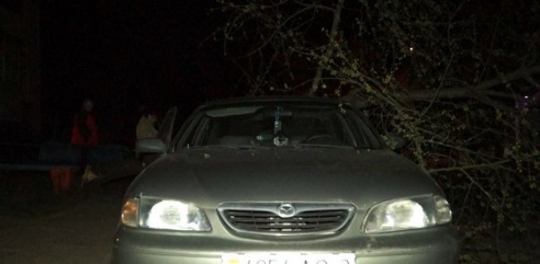 Фотофакт: в Светлогорске дерево упало на «Мазду 626»