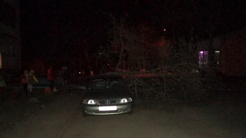 Фотофакт: в Светлогорске дерево упало на «Мазду 626»