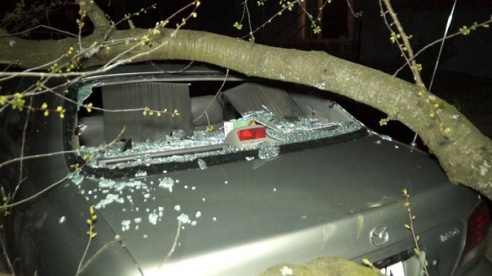 Фотофакт: в Светлогорске дерево упало на «Мазду 626»