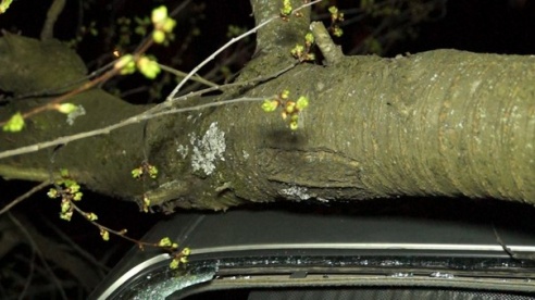 Фотофакт: в Светлогорске дерево упало на «Мазду 626»