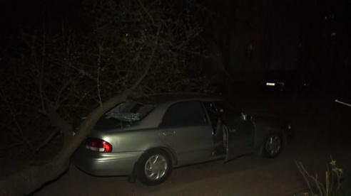 Фотофакт: в Светлогорске дерево упало на «Мазду 626»