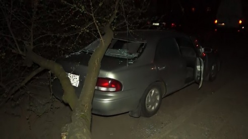 Фотофакт: в Светлогорске дерево упало на «Мазду 626»