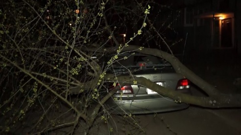 Фотофакт: в Светлогорске дерево упало на «Мазду 626»