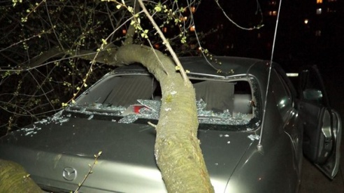 Фотофакт: в Светлогорске дерево упало на «Мазду 626»