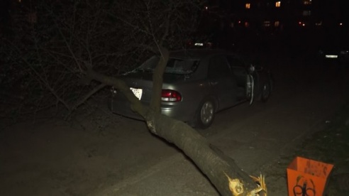Фотофакт: в Светлогорске дерево упало на «Мазду 626»