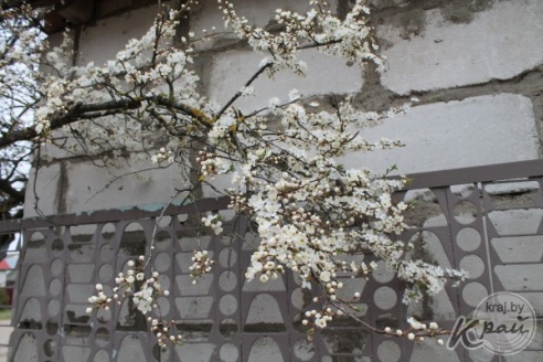 ФОТОФАКТ: Весна пришла! В Вилейке зацвели деревья