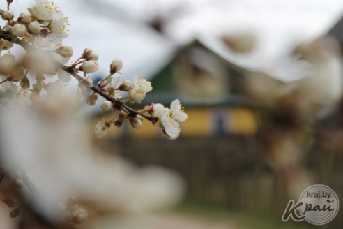 ФОТОФАКТ: Весна пришла! В Вилейке зацвели деревья