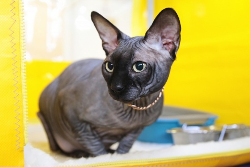 ФОТОФАКТ: В Барановичах прошла выставка кошек