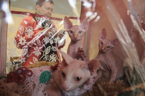 ФОТОФАКТ: В Барановичах прошла выставка кошек