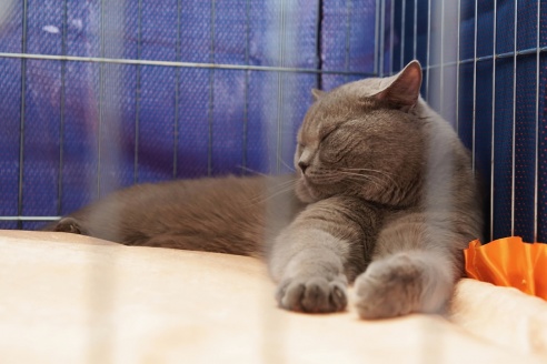 ФОТОФАКТ: В Барановичах прошла выставка кошек