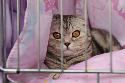 ФОТОФАКТ: В Барановичах прошла выставка кошек