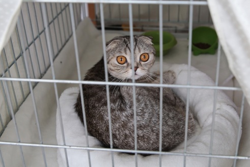 ФОТОФАКТ: В Барановичах прошла выставка кошек