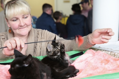 ФОТОФАКТ: В Барановичах прошла выставка кошек