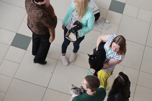 ФОТОФАКТ: В Барановичах прошла выставка кошек