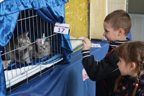 ФОТОФАКТ: В Барановичах прошла выставка кошек