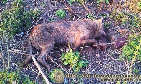 В Хойникском районе милиционеры застрелили волка, который напал на деревню, загрыз собаку и угрожал семейной паре